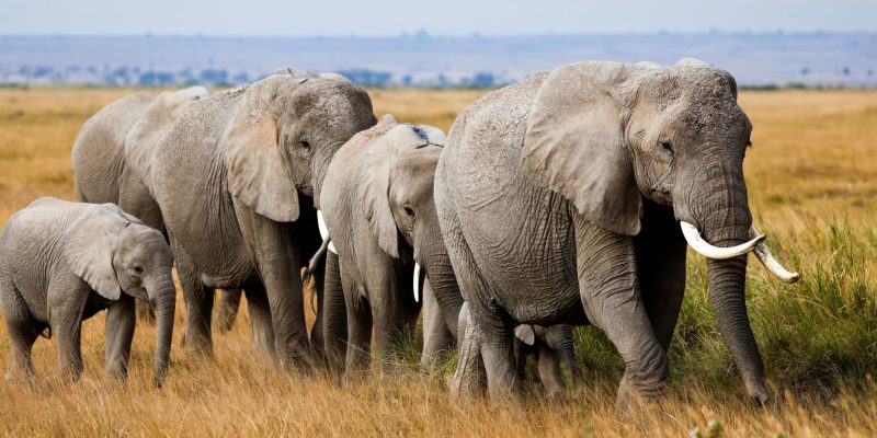 NTT-case-Study-conservation